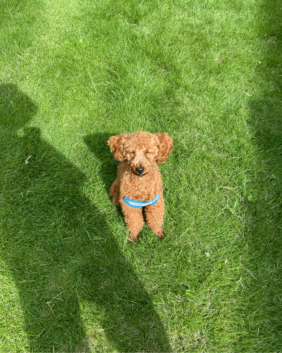 dog